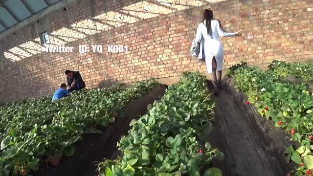 淫荡妻子在草莓采摘园里不穿内裤露出